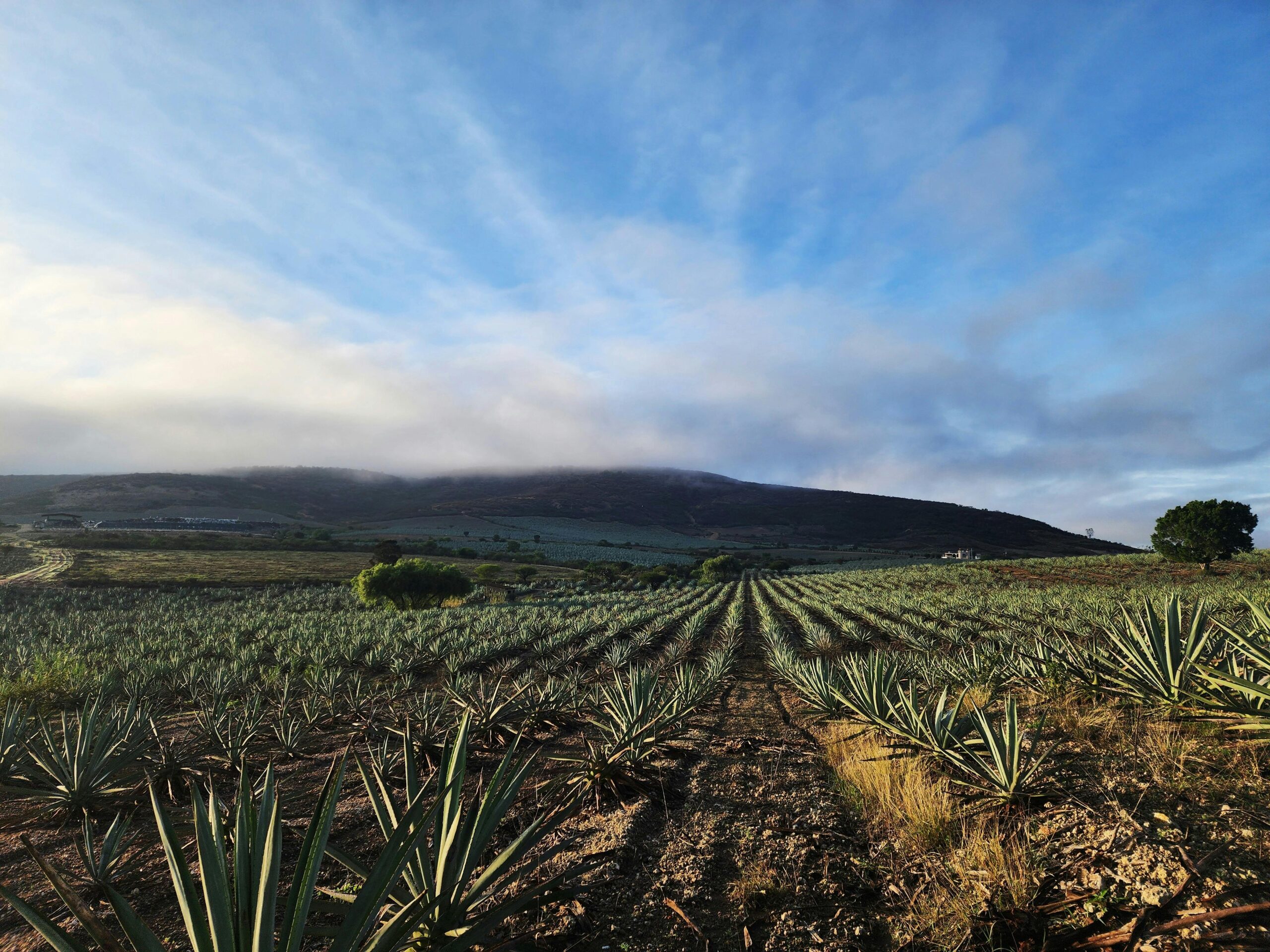Scenic view of agave field at sunrise by Ricardo Olvera. Photo via Pexels.